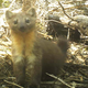 Image for article titled Forest Fires and Dank Weed Are Pushing These Cuties Toward Extinction
